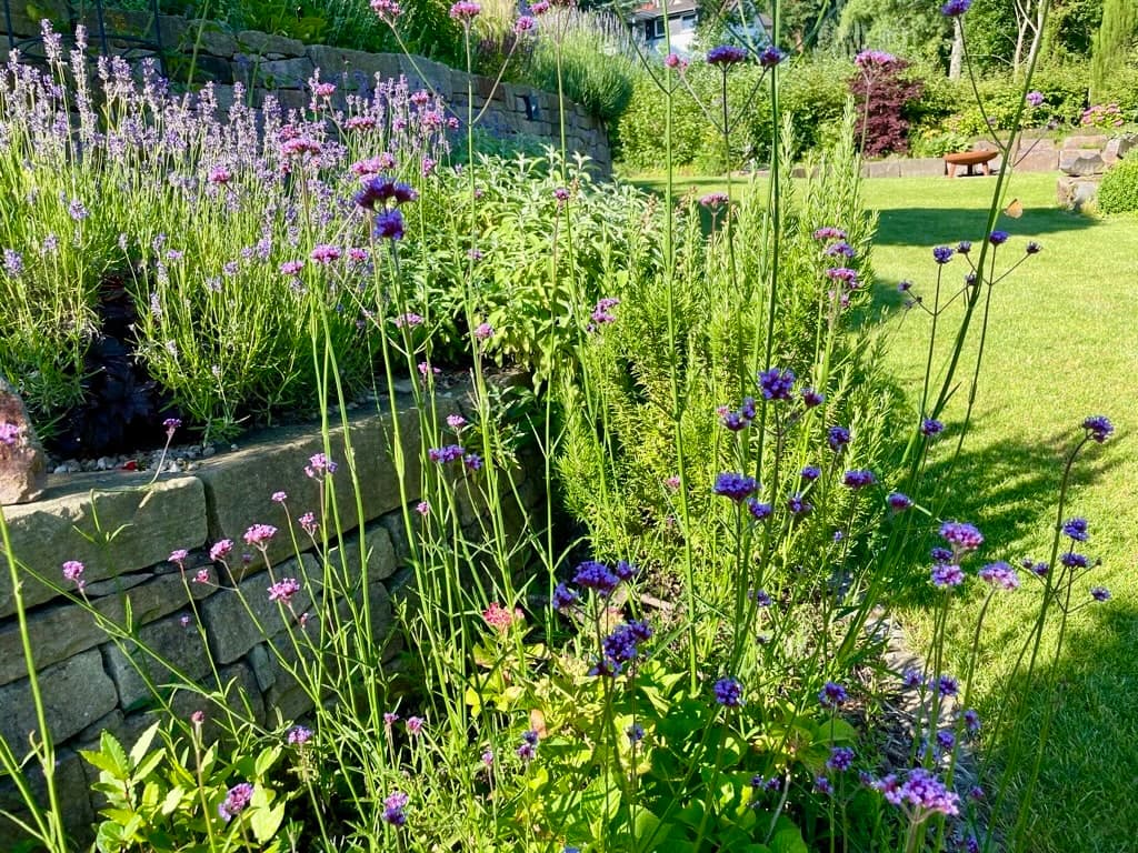 Schwimmteich mit Holzterrasse aus Bangkirai in Ittenbach – Stefan Keiser Gartengestaltung